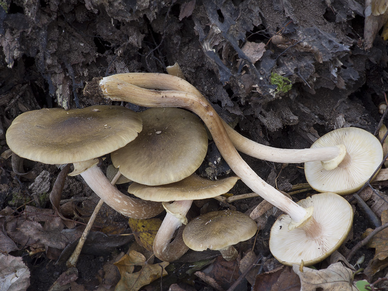 Armillaria mellea